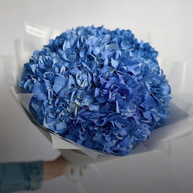 Hortensia