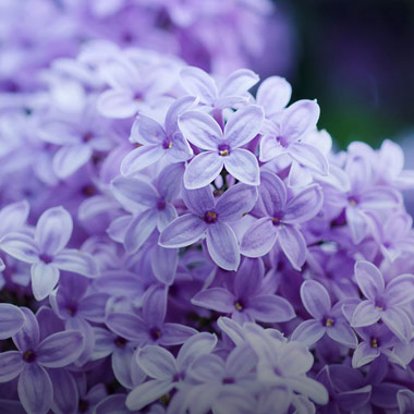 Lilas