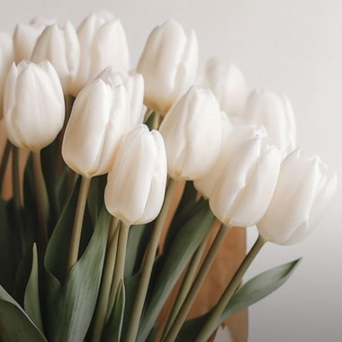 Tulipe